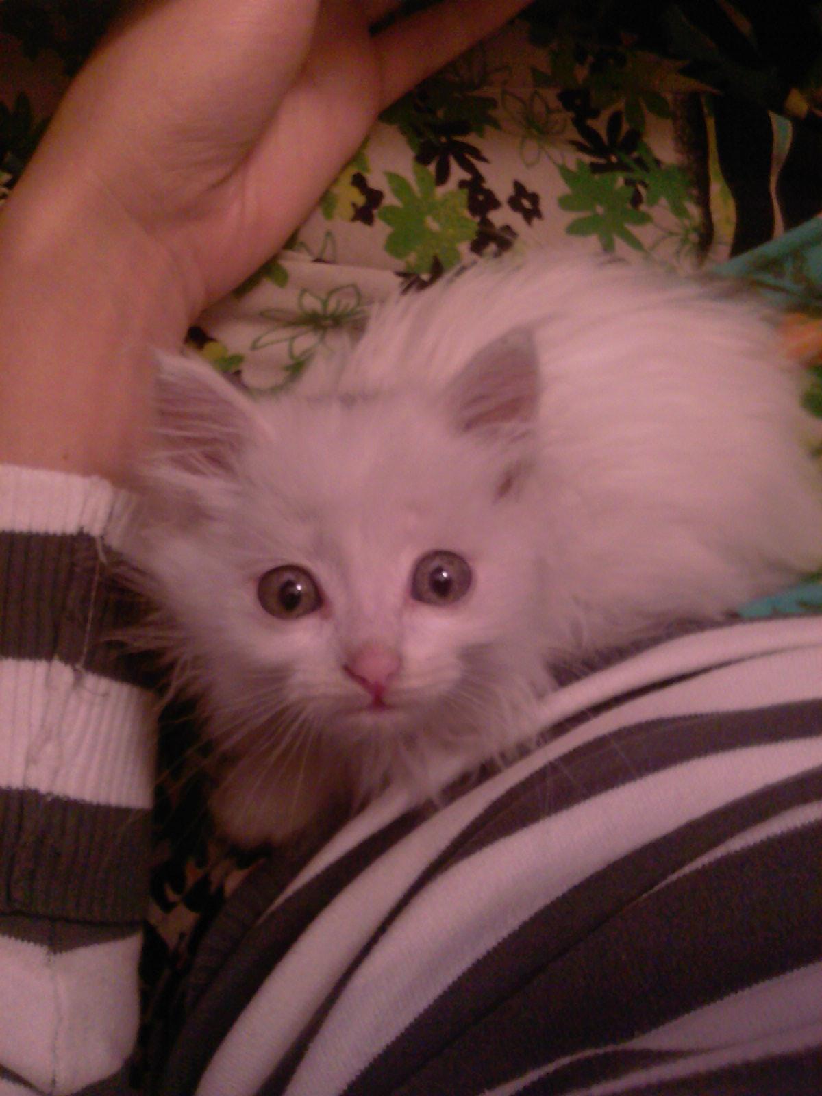 Фото В снегу и за рулем: в Новосибирске опубликовано свыше 50 фото милых питомцев к Дню кошек 41 - Сиб.ФМ Фото В снегу и за рулем: в Новосибирске опубликовано свыше 50 фото милых питомцев к Дню кошек 41